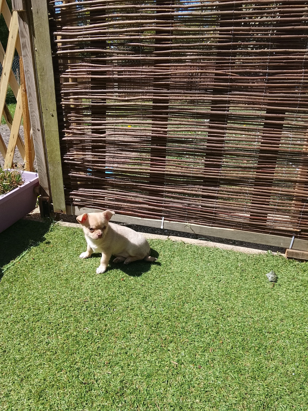 Chiot Chihuahua Angélique Lefevre