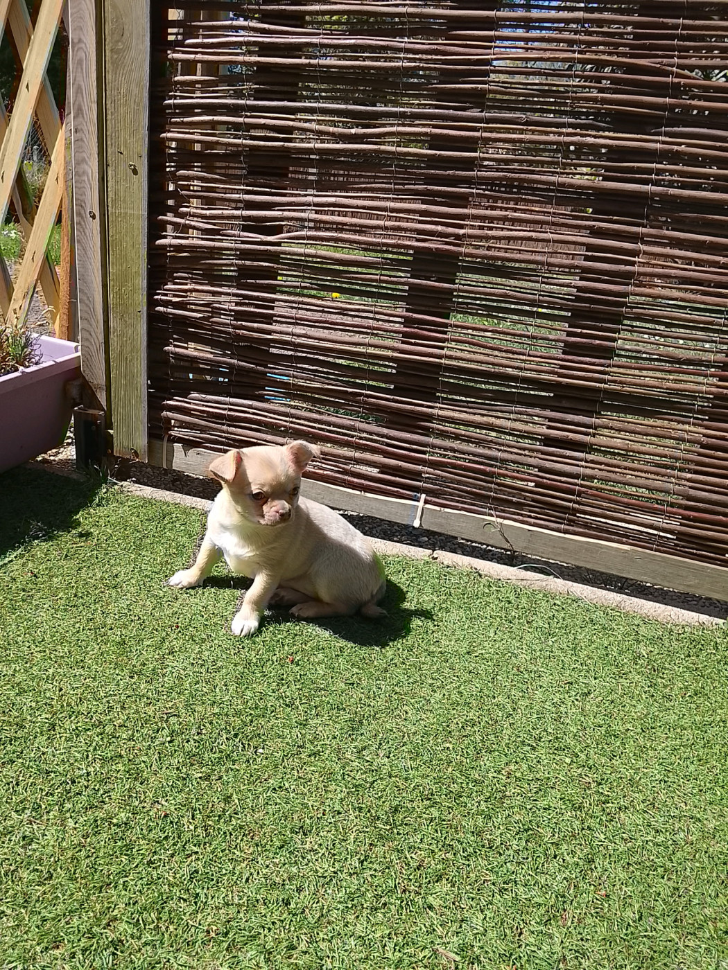 Angélique Lefevre - Chiots disponibles - Chihuahua
